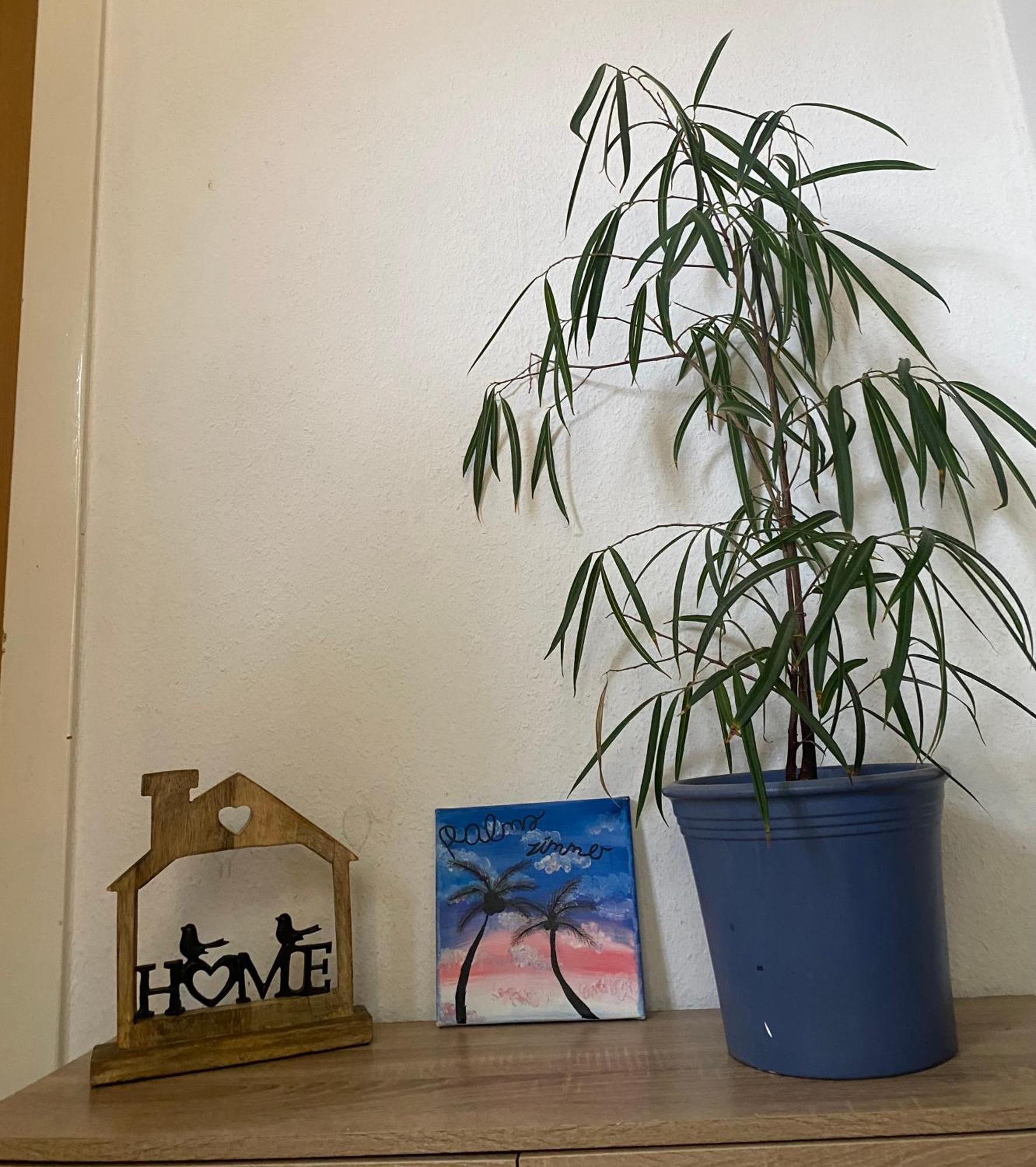 פרכן Palms Zimmer מראה חיצוני תמונה